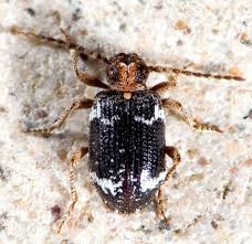 Attēlu rezultāti vaicājumam “Ptinus sp.”