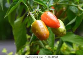 Afbeeldingsresultaat voor biker billy jalapeno hot pepper