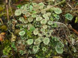 Attēlu rezultāti vaicājumam “Cladonia pyxidata”