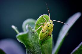 Attēlu rezultāti vaicājumam “Lygus pratensis imago”