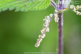 Attēlu rezultāti vaicājumam “Urtica dioica flower”