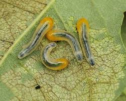 Attēlu rezultāti vaicājumam “Caliroa annulipes larva”