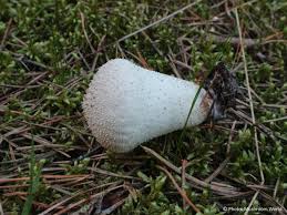 Attēlu rezultāti vaicājumam “Lycoperdon perlatum”