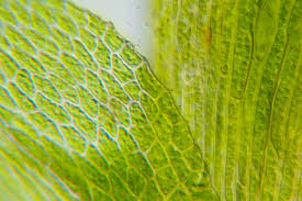 Attēlu rezultāti vaicājumam “Amblystegium serpens macro”