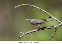 Attēlu rezultāti vaicājumam “Sylvia atricapilla male”