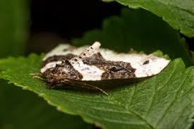 Attēlu rezultāti vaicājumam “Cosmorhoe ocellata”