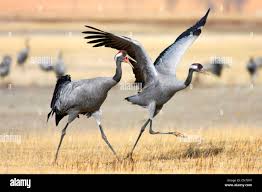 Attēlu rezultāti vaicājumam “Grus grus”