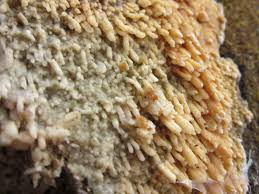 Attēlu rezultāti vaicājumam “Basidioradulum radula”