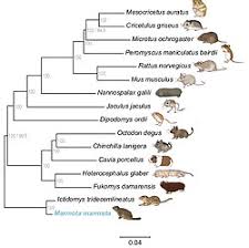 Attēlu rezultāti vaicājumam “Rodentia”