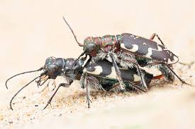 Attēlu rezultāti vaicājumam “Cicindela maritima”