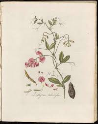 Attēlu rezultāti vaicājumam “Lathyrus tuberosus bud”