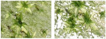 Attēlu rezultāti vaicājumam “Saelania glaucescens sporophyte”