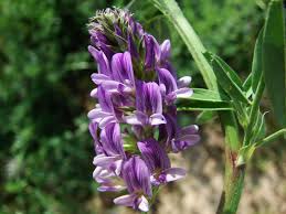 Attēlu rezultāti vaicājumam “Medicago x varia”