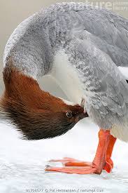 Attēlu rezultāti vaicājumam “Mergus serrator female”