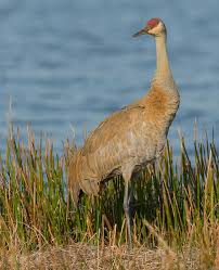 Image result for Grus canadensis