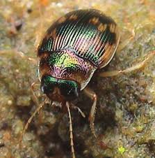 Attēlu rezultāti vaicājumam “Omophron limbatum”