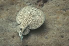 Image result for Torpedo torpedo