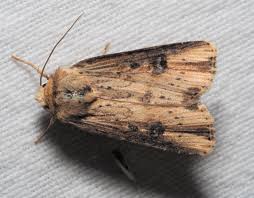 Attēlu rezultāti vaicājumam “Axylia putris”