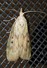 Attēlu rezultāti vaicājumam “Aphomia sociella female”