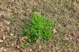 Attēlu rezultāti vaicājumam “Poa remota bud”