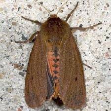 Attēlu rezultāti vaicājumam “Phragmatobia fuliginosa imago”