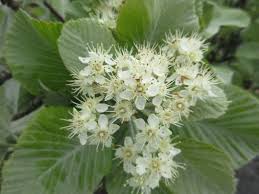 Attēlu rezultāti vaicājumam “Sorbus aria”