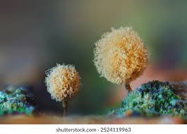 Attēlu rezultāti vaicājumam “Hemitrichia calyculata young”