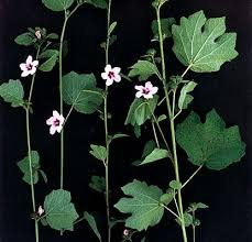 Attēlu rezultāti vaicājumam “Reticularia lobata young”