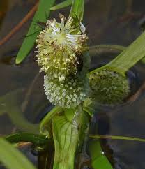 Attēlu rezultāti vaicājumam “Sparganium minimum”