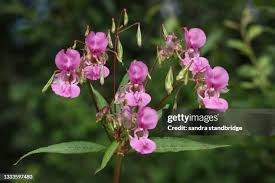 Image result for Impatiens glandulifera