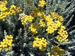 Image result for Helichrysum lindleyii