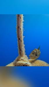 Image result for Balistes capriscus