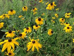 Image result for Rudbeckia
