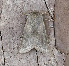 Attēlu rezultāti vaicājumam “Orthosia opima”