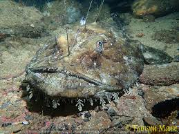 Image result for Lophius americanus