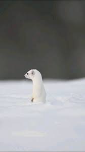 Attēlu rezultāti vaicājumam “Mustela erminea adult”