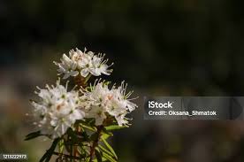 Attēlu rezultāti vaicājumam “Ledum palustre flower”