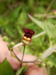Attēlu rezultāti vaicājumam “Scrophularia umbrosa flower”