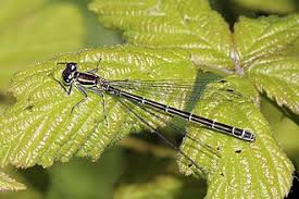 Attēlu rezultāti vaicājumam “Coenagrion armatum female”