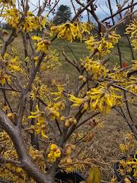Attēlu rezultāti vaicājumam “Hamamelis virginiana”