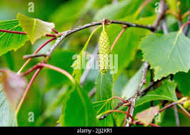 Attēlu rezultāti vaicājumam “Betula humilis fruit”