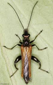 Attēlu rezultāti vaicājumam “Oedemera femorata”