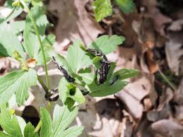 Attēlu rezultāti vaicājumam “Ochropsora ariae”