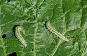 Attēlu rezultāti vaicājumam “Operophtera”