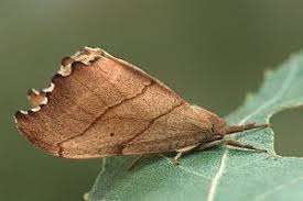 Attēlu rezultāti vaicājumam “Falcaria lacertinaria”