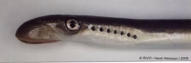 Image result for Petromyzon marinus