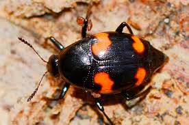 Attēlu rezultāti vaicājumam “Scaphidium quadrimaculatum”