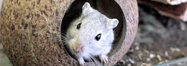 Image result for Gerbil