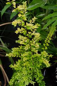 Attēlu rezultāti vaicājumam “Lonicera”