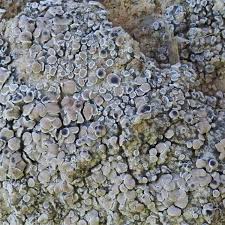 Attēlu rezultāti vaicājumam “Arthonia byssacea”